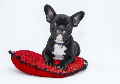Custodia compartida de perros sin estar casados