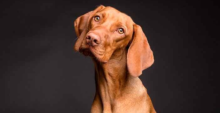 Quién es el dueño legal de un perro