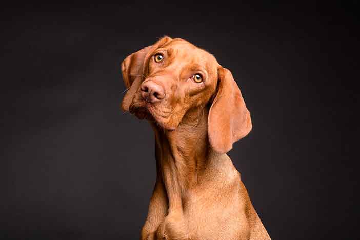 Perro de color marrón que mira con curiosidad y ladeando la cabeza a la derecha